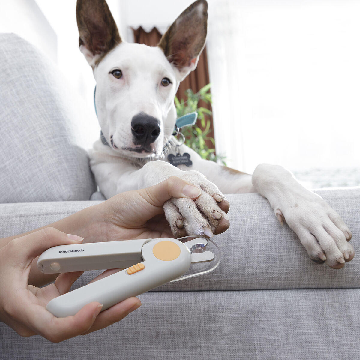 con LED para Mascotas Clipet InnovaGoods