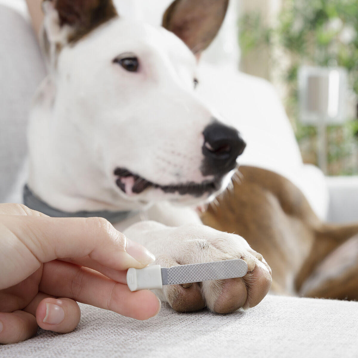con LED para Mascotas Clipet InnovaGoods